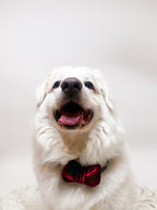 Red Velvet Over The Collar Bow