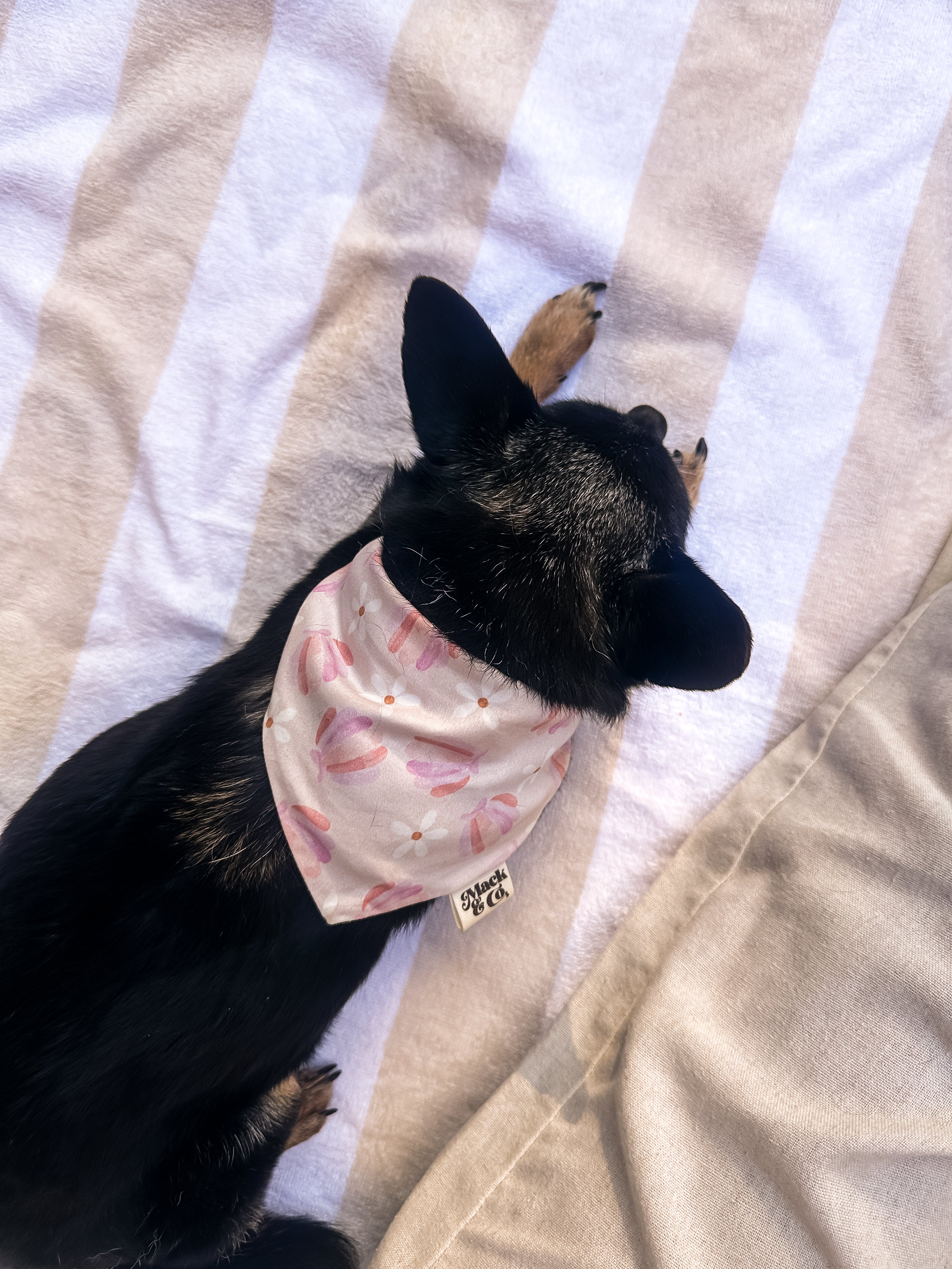 Coastal Daisy Bandana