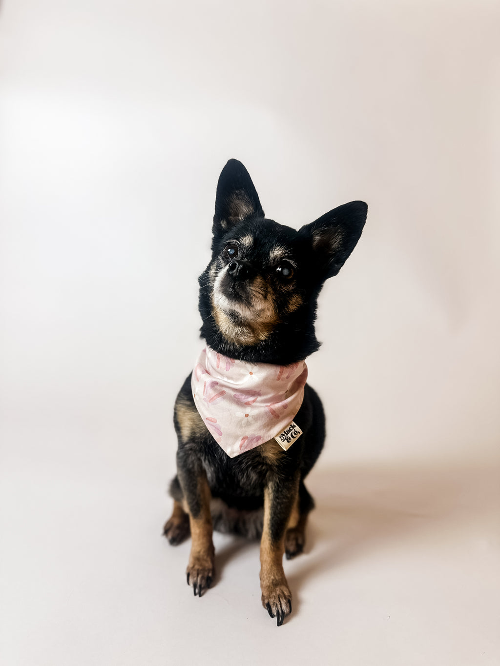 Coastal Daisy Bandana