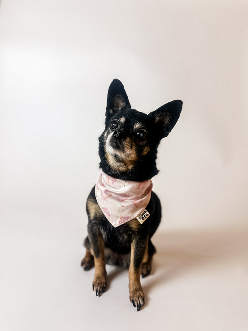Coastal Daisy Bandana